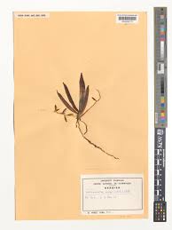 Image result for Kylicanthe