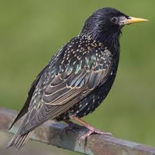 Free for commercial use no attribution required high quality images. Problem Birds Falcon Force