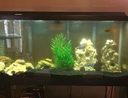 Maybe you would like to learn more about one of these? 6 Gallons Fish Tanks And Aquariums Ratemyfishtank Com