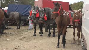 Set lumini semnalizare 18 de vanzare in bazarul 4tuning. Armasarii Lui Adrian De La Avrig Sibiu 2018 By 1jagdterrier