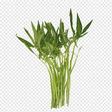 After hundreds of meals in vietnam, dozens of trips to local markets, and even a couple of vietnamese cooking classes, we are finally starting to understand all the varieties of fresh vietnamese herbs. Water Spinach Thailand Chinese Convolvulus Laos Vegetable Morning Glory Leaf Vegetable Plant Stem Grass Png Pngwing