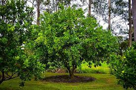 Persian lime trees reach a height of about 20 feet, and their rounded, dense branches spread out about 20 feet. Persian Lime Trees For Sale Online The Tree Center