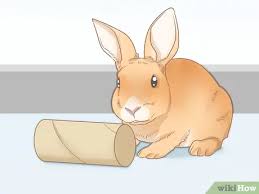 If you have a pet rabbit, you can build a rabbit cage for them. How To Set Up A Rabbit Cage 15 Steps With Pictures Wikihow Pet