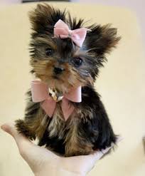 We did not find results for: That Cute Site Videos Pictures Of Cats And Dogs Part 8 Cute Animals Cute Dogs Yorkie