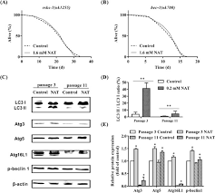 Neoagarotetraose Extends The Lifespan Of Caenorhabditis Elegans Through Ampk Mediated Signaling Pathways And Activation Of Autophagy Sciencedirect