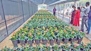 Anthurium Flower Exporters Sri Lanka Best Flower Wallpaper