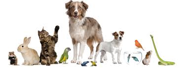 Plaza boulevard pet hospital and urgent care has been proudly serving the national city and south san diego area for everything related to small animal and exotic pet medicine for the last 35 years. Capri Plaza Pet Clinic Capri Plaza Pet Clinic Is A Tarzana Based Animal Hospital That Offers Professional Pet Care In Our State Of The Art Pet Facility We Cater To Dogs Cats Rabbits Exotic