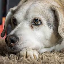 These insects and spiders can be drawn to infestations or high populations of bed bugs in the masked hunter insect or masked bed bug hunter. Bed Bugs And Pets Answers To Your Questions Pethelpful By Fellow Animal Lovers And Experts