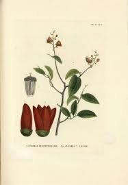 Image result for Uvaria schweinfurthii