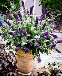 Buddleia Asian Moon Butterfly Bush Butterfly Bush Light Purple Flowers Asian Moon