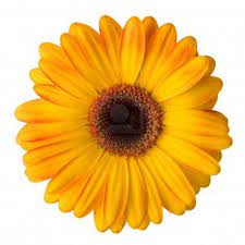 Yellow Daisy Flower Isolated On White Background Yellow Daisy Flower Gerbera Flower Daisy Flower
