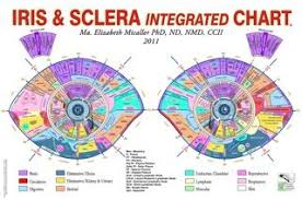 Pin By Christy Dickerson On Sclerology Iridology Chart