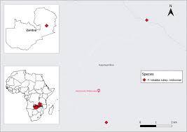 Image result for Rytigynia bridsoniae