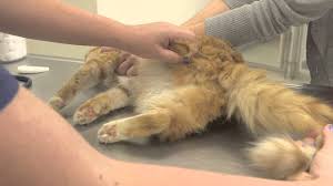 The strong odor of male cat urine is greatly reduced. Differences Between Neutered Un Neutered Cats General Cat Health Youtube