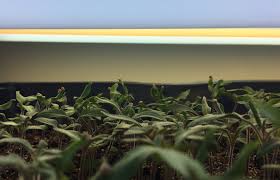 On top of this, led's generate less heat than other grow lights. Want To Garden Like A Pro Here S A Simple And Affordable Indoor Grow Light Setup Growjourney