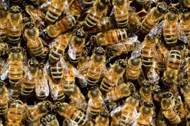 Check spelling or type a new query. Etats Unis Ils Decouvrent 450 000 Abeilles Derriere Les Murs De Leur Nouvelle Maison