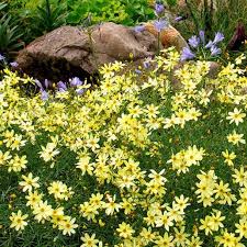 Image result for Stemodiopsis rivae