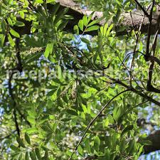 Image result for Xyris capensis