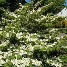 Prune immediately after bloom in late spring to reduce size. Viburnum Plicatum Tomentosum Shasta White Flower Farm