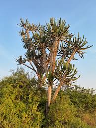 Image result for Euphorbia candelabrum