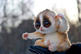 The tarsier or tarsier is an animal with bulging eyes. Pygmy Slow Loris Etsy Big Eyed Animals Slow Loris Cute Animals