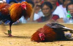 Jangan sampai menang sorak, kampung tergadai. Aduhai Malang Pak Kaduk Menang Sorak Kampung Tergadai My Blog