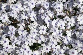 This perennial shares the feature of blooming in spring with creeping phlox, but its size is more reminiscent of garden phlox. Creeping Phlox Plant Care Growing Guide