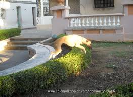 Teli The Dominican Dog Likes To Jump Dog Blog Dogs Dog Friends