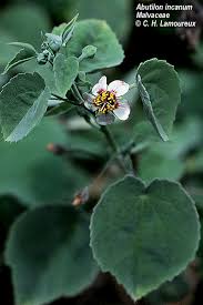 Image result for Abutilon hirtum