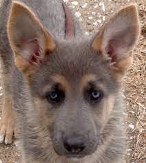 Blue German Shepherd For Sale German Shepherd For Sale Blue German Shepherd Dog Breeds