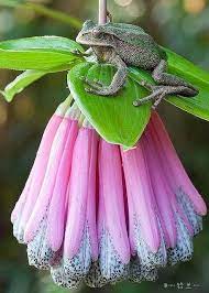 微距 鲜花 灬铃兰灬采集到奇花异草 791图 花瓣摄影 frog amphibians animals