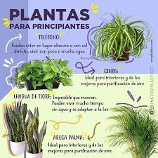 Pin De Elizabeth Villela En Plantas En 2020 Jardineria Y Plantas Plantas Cultivo De Plantas