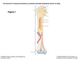 The long bones are those that are longer than they are wide. Bone Structure Structure Of Bone Long Bone Anatomy