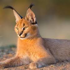 تصاویر جالب از شبگردی 3 قلاده کاراکال | ویدئو - همشهری | خبر فارسی