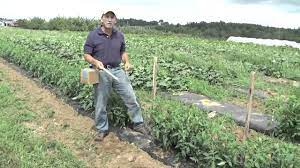 Tomato plants prefer particular growing conditions, and they grow best when given proper care. How To Grow Tomatoes Basket Weave Youtube