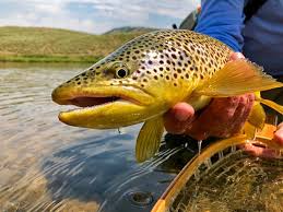 View fishing reports for the 301 lakes, reservoirs and streams near red lodge (montana) complete with red lodge bait shops, red lodge tackle shops, fishing charters and fishing guides, and inside information on fishing spots. 11 Top Rated Fly Fishing Destinations In Wyoming Planetware