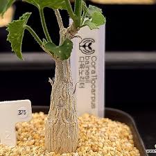 Image result for Corallocarpus bainesii