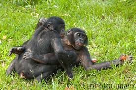 Bonobo Apes Mating Stock Image Z912 0185 Science Photo Library Sciencephoto Com530 352search By Image Animals Mating Funny Animals Youtube Animals