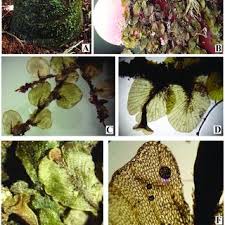 Image result for Crepidomanes inopinatum