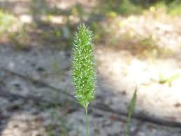 Image result for Polypogon