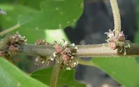 Image result for Pouzolzia mixta