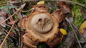 Image result for Geastrum triplex