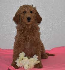 Meet Vallery F1b Female Goldendoodle In Syracuse Indiana For Sale Find Cute Indiana Puppies Dogs And Breede Cute Baby Dogs Goldendoodle Goldendoodle Puppy