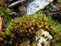 Image result for Bewsia