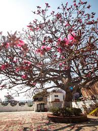 Image result for Malvaceae subfamily Bombacoideae