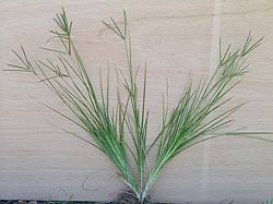 Image result for Hubbardochloa gracilis