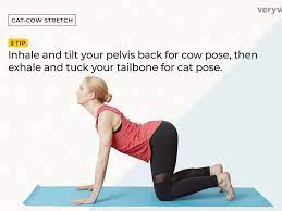 Anyone who had been graced by a cow cats presence know how fun, playful & affectionate this cat is. How To Do Cat Cow Stretch Chakravakasana