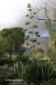A monocarpic succulent only flowers once and then dies. Uh Oh My Agave S Blooming