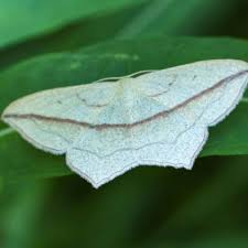 Image result for Timandra griseata