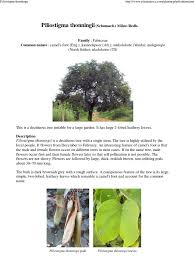 Image result for Piliostigma thonningii